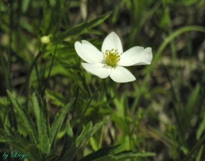 Marsh Anemone 076.jpg