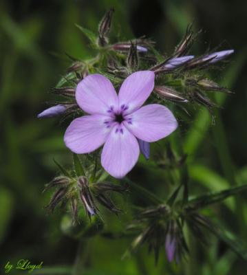 Prairie Phlox  047.jpg