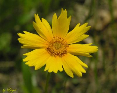 Coreopsis  017.jpg