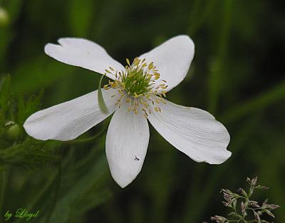 Meadow Anemone 071.jpg