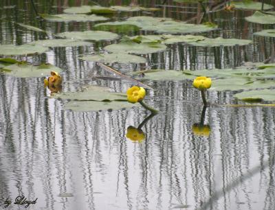 Reflections  057.jpg