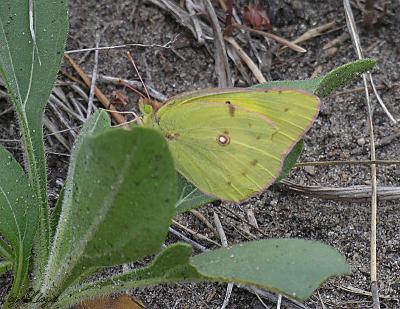 Common Sulphur  076.jpg