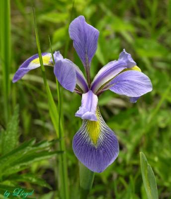 Blue Flag Iris  079.jpg