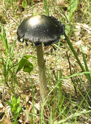 Giant Shroom 187.jpg