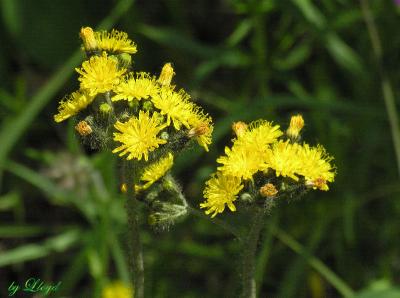 Hawkweed 207.jpg