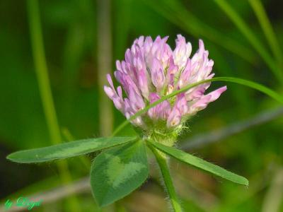Just a Red Clover 043.jpg