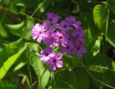 Phlox  069.jpg