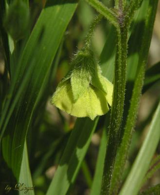 Ground Cherry  034.jpg