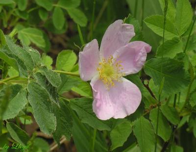 Just another rose  110.jpg