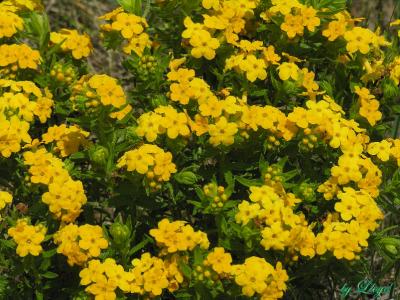 Puccoon 046.jpg