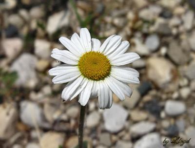 Daisy One 141.jpg