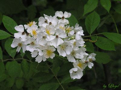 Beautiful  025.jpg