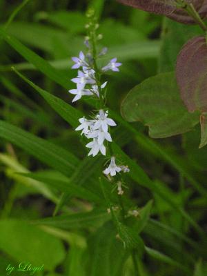 Pale Spike Lobelia  134.jpg
