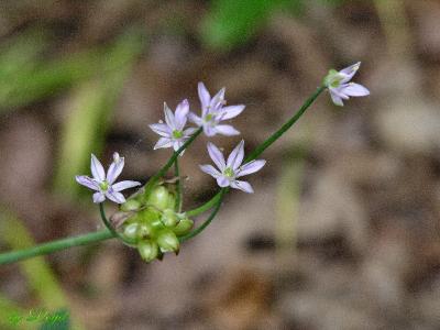 Wild Onion 057.jpg