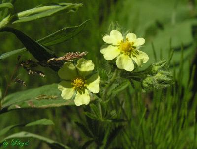 Sulphur Cinquefoil  158.jpg