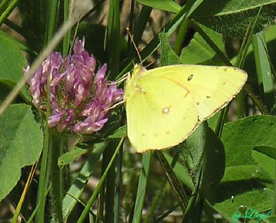 Common Sulphur  150.jpg