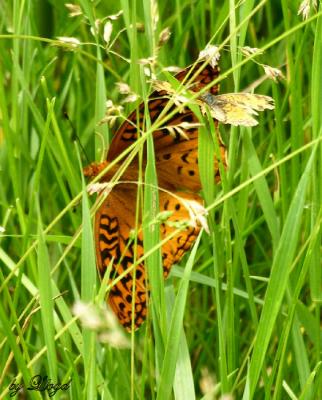 Great Spangled Fritillary 072.jpg