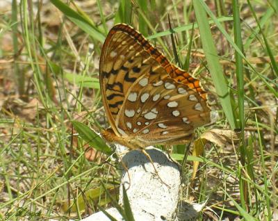 Great Spnagled Fritillary 061.jpg