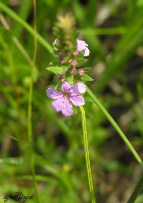 flowers_05