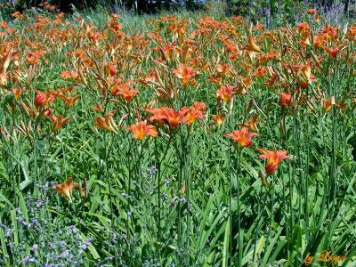 Field of Lilies 167.jpg