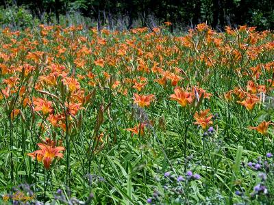 Field of Lilies  161.jpg