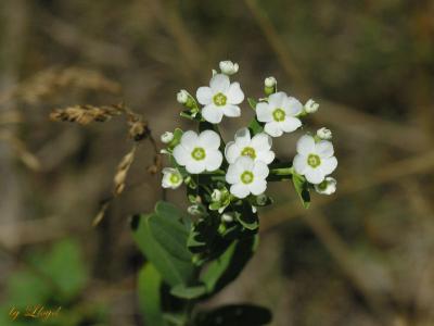 wild_flowers_05
