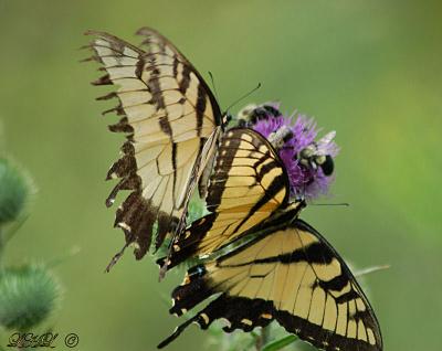 Flutterbyes and Bzzzzzzzz 101a.jpg