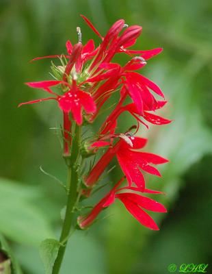 wild_flowers__05