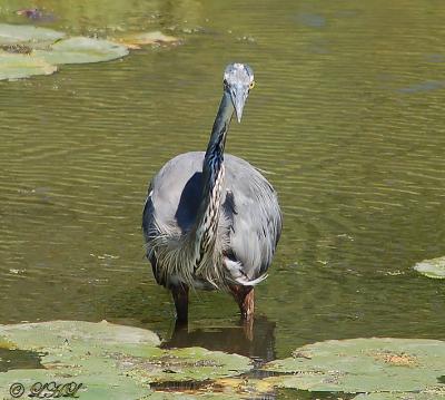 great_blue_heron