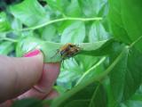 Insects in my garden