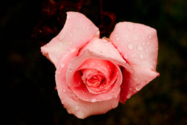 Rain Drops
