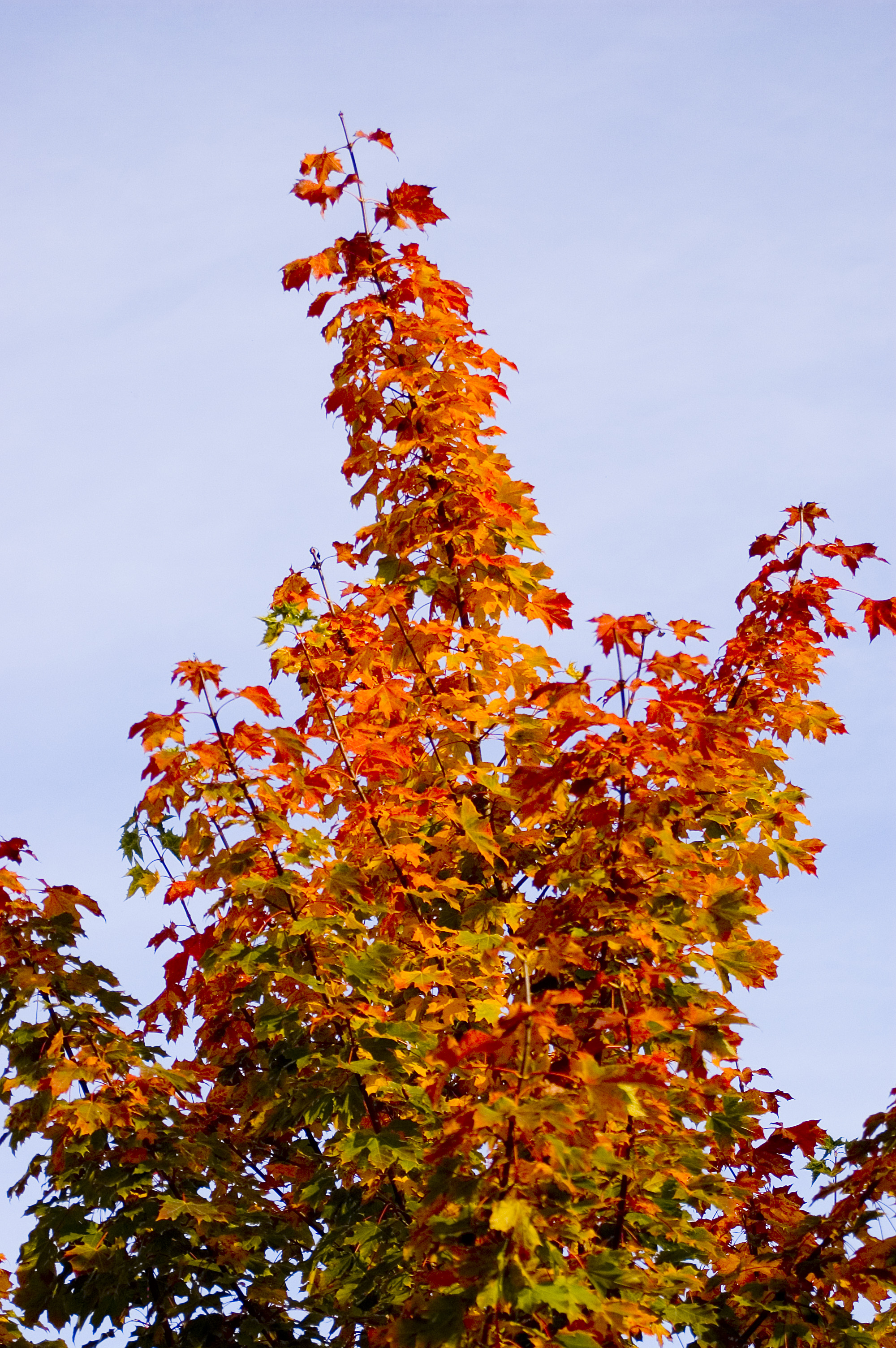 Signs Of Fall