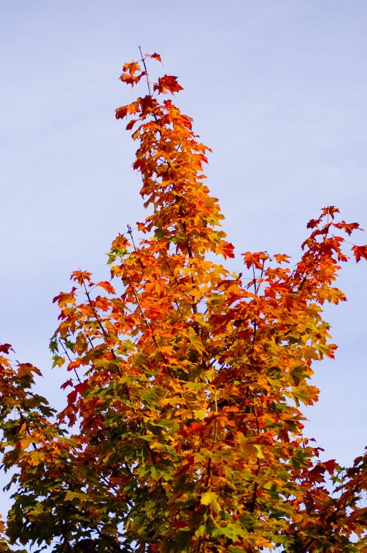 Signs Of Fall