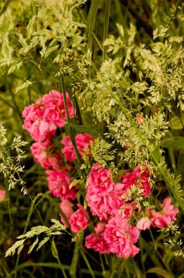 Wild Rose Bush