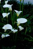 Trumpets