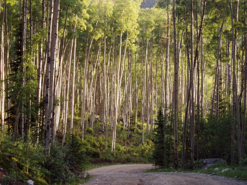 Aspen trees on road