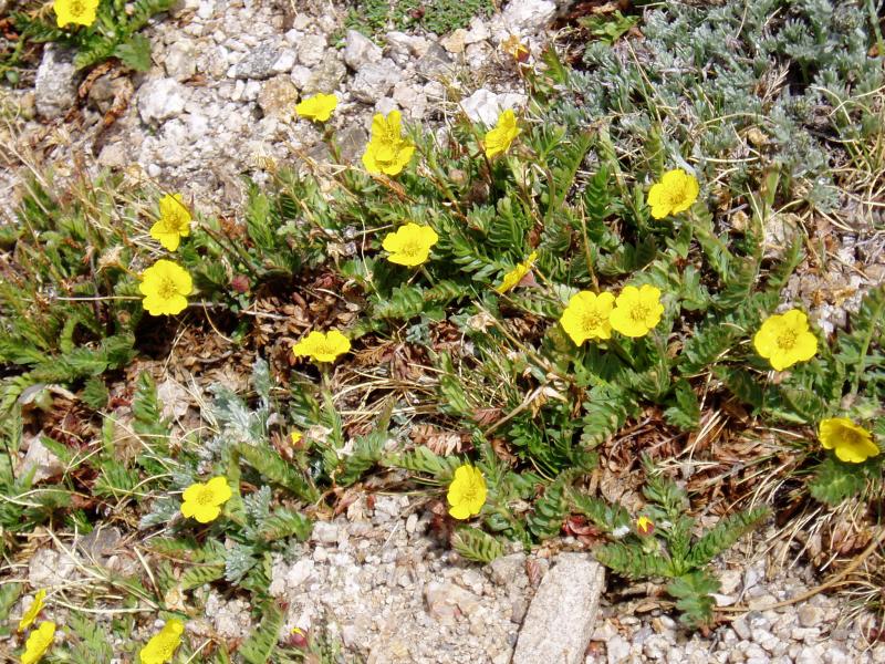 Alpine wild flowers