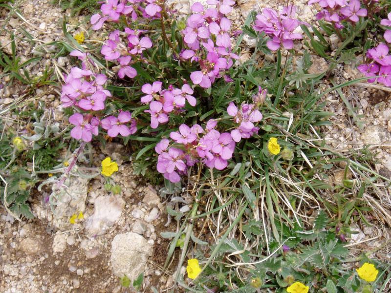 Alpine wild flowers