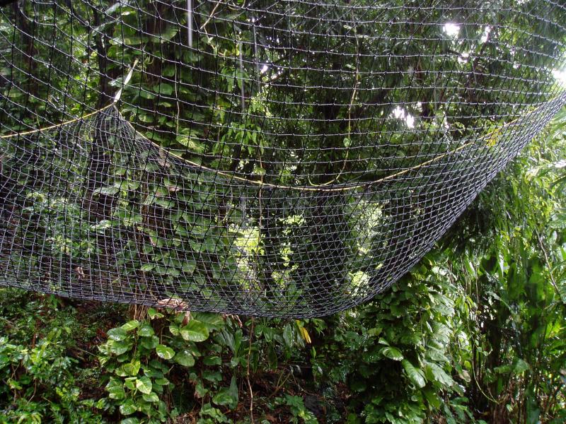 Huge hanging net at Mikes.