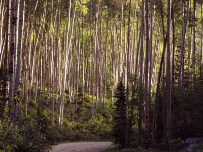 Aspen trees on road
