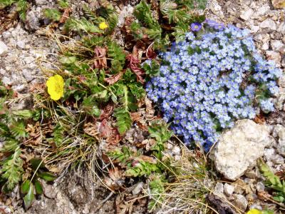 Alpine wild flowers
