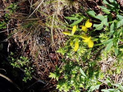 Flowers and ping cones