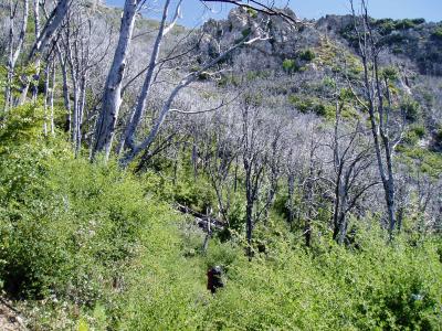 Burnt tree area