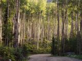 Aspen trees on road