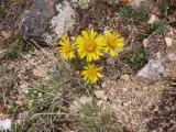 Alpine wild flowers