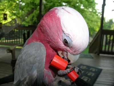 Galah (Toots)