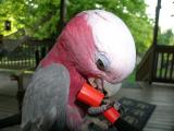 Galah (Toots)