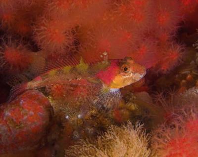 Port Hardy sculpin.jpg