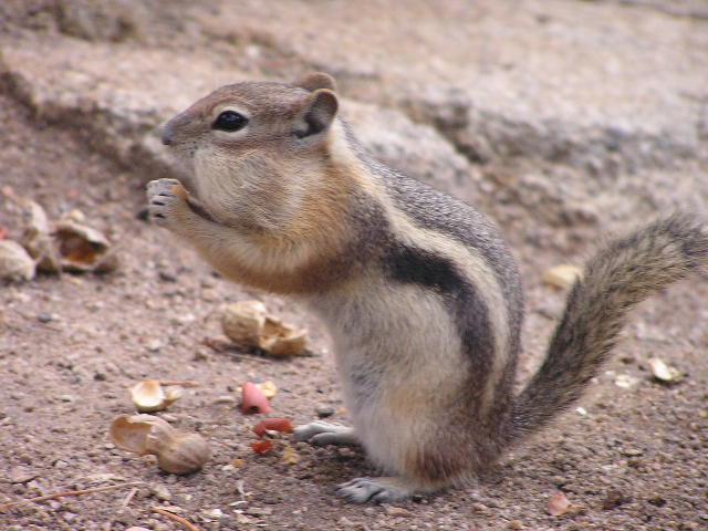 Chipmunk chowing down on peanut.JPG