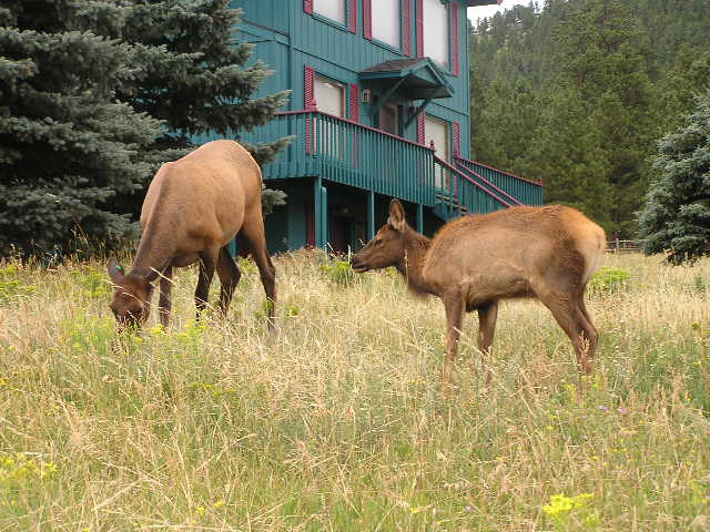 Elk in Estes Park CO. p9.JPG